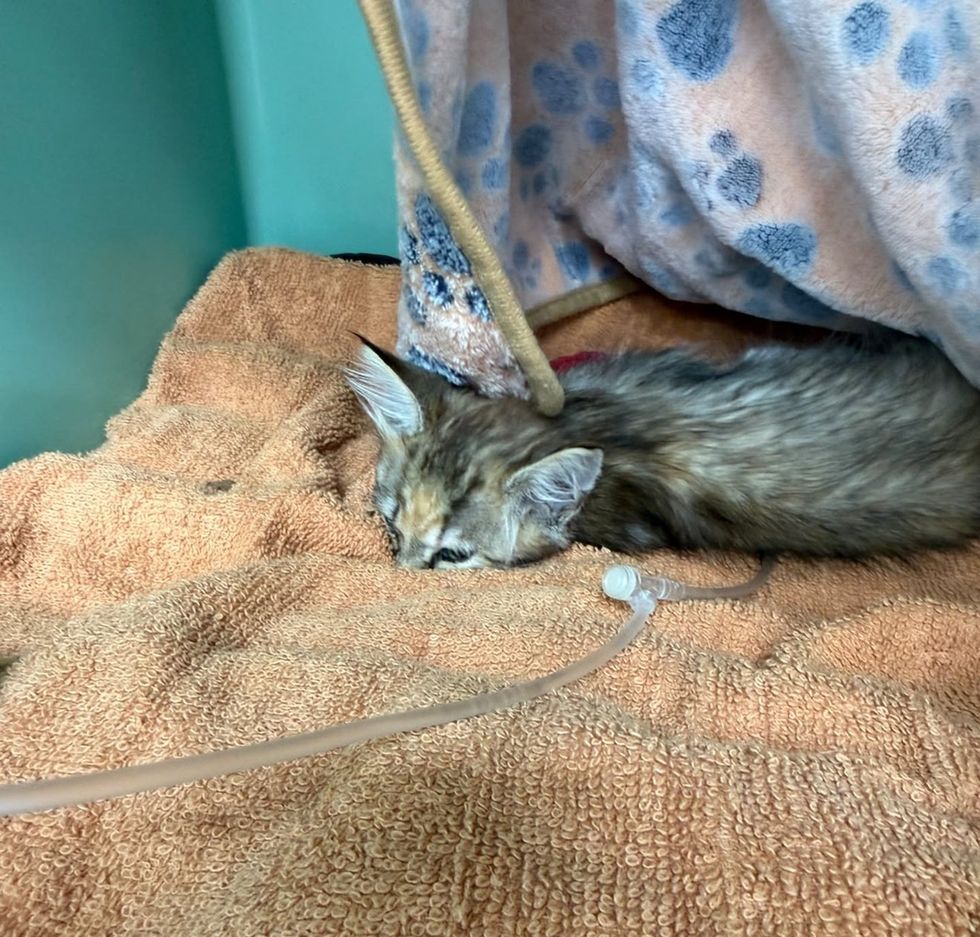 A tabby kitten sleeps peacefully recovering on a brown blanket.