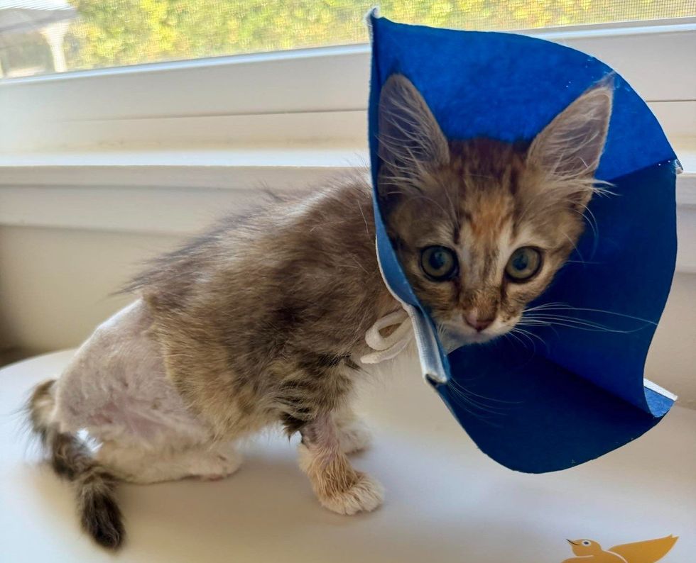 A tabby kitten wearing a blue cone stands by a sunny window.