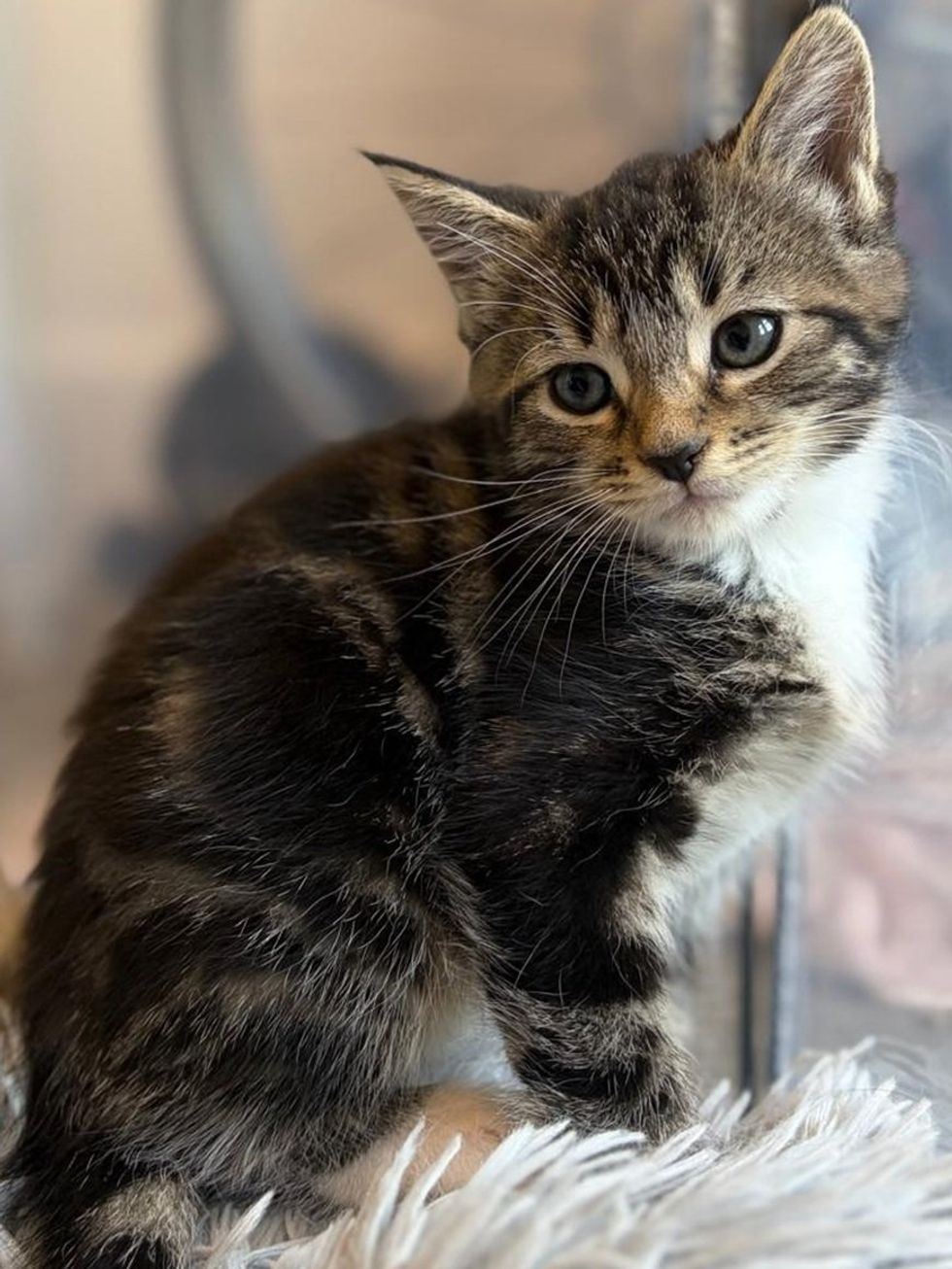 A tabby kitten with white paws sits upright on a blanket, looking alert.