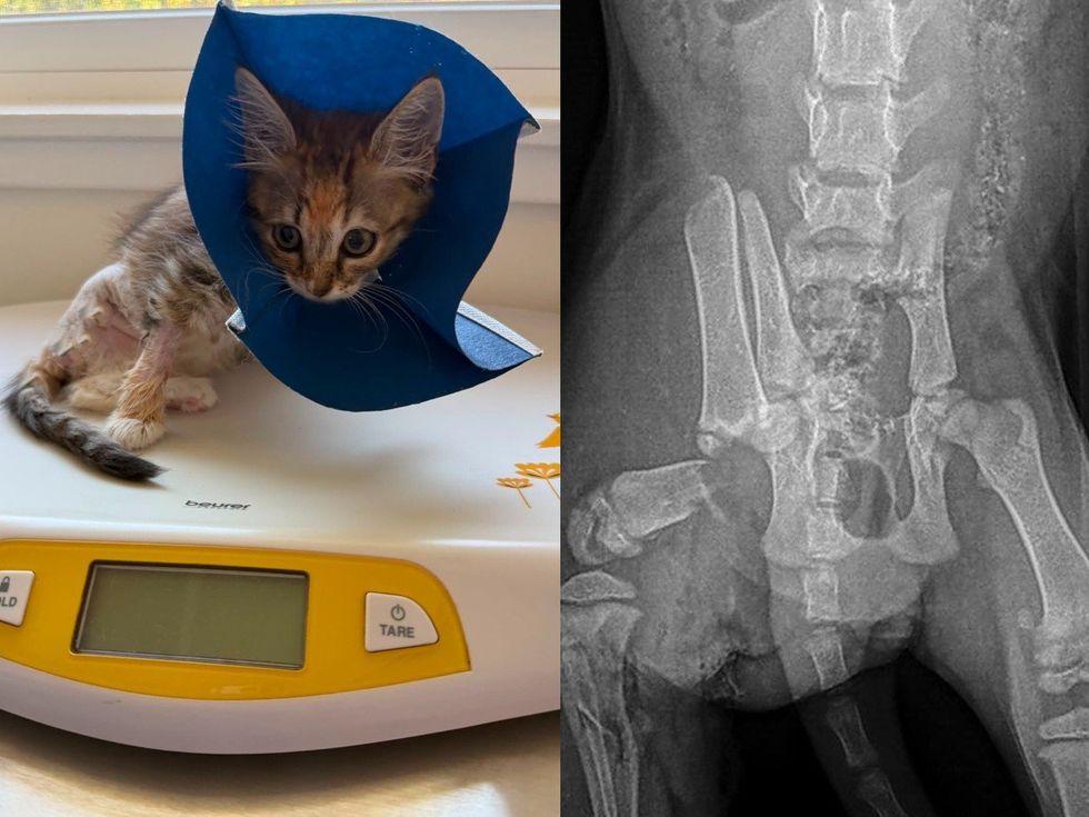 A thin young tabby kitten with a cone on a scale (left). X-Ray of broken bones (right)