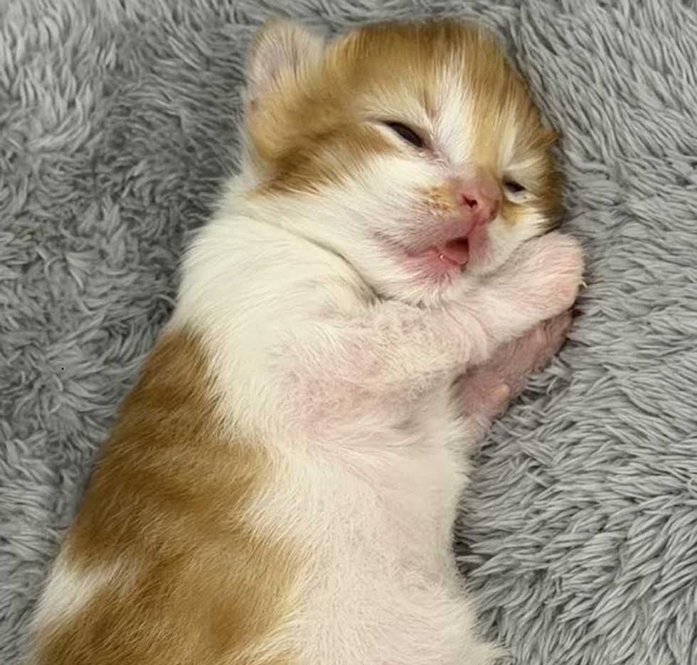 A tiny ginger-and-white newborn kitten asleep on its paws with its mouth open.