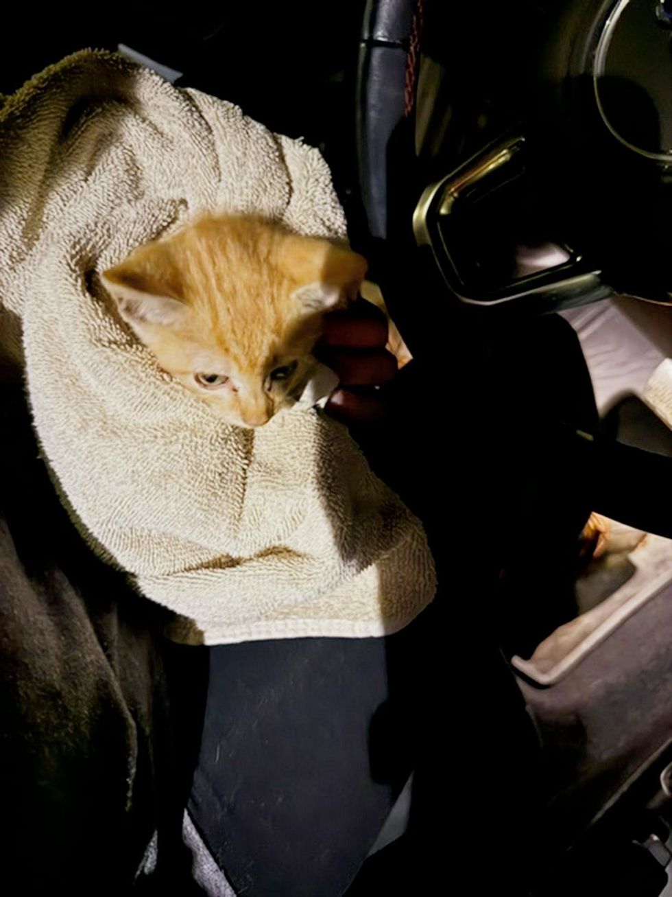 A tiny orange kitten wrapped in a towel is held inside a car on the night of his rescue.