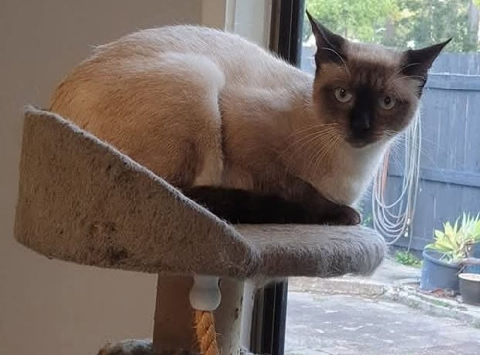 A Tonkinese cat perches on a cat tree beside a window, looking alert.