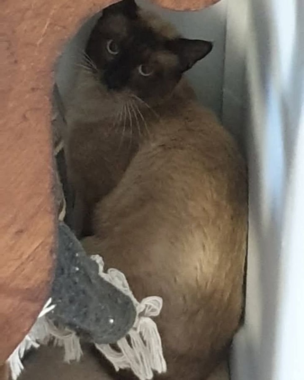 A Tonkinese cat tucks itself into a narrow hiding spot beside a person's arm.