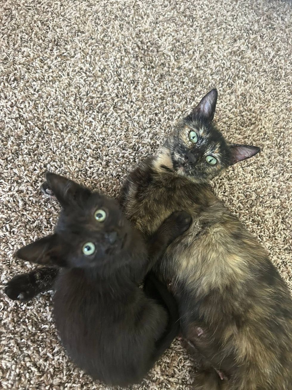 A tortoiseshell cat and a black kitten lying close together on carpet, both looking up.