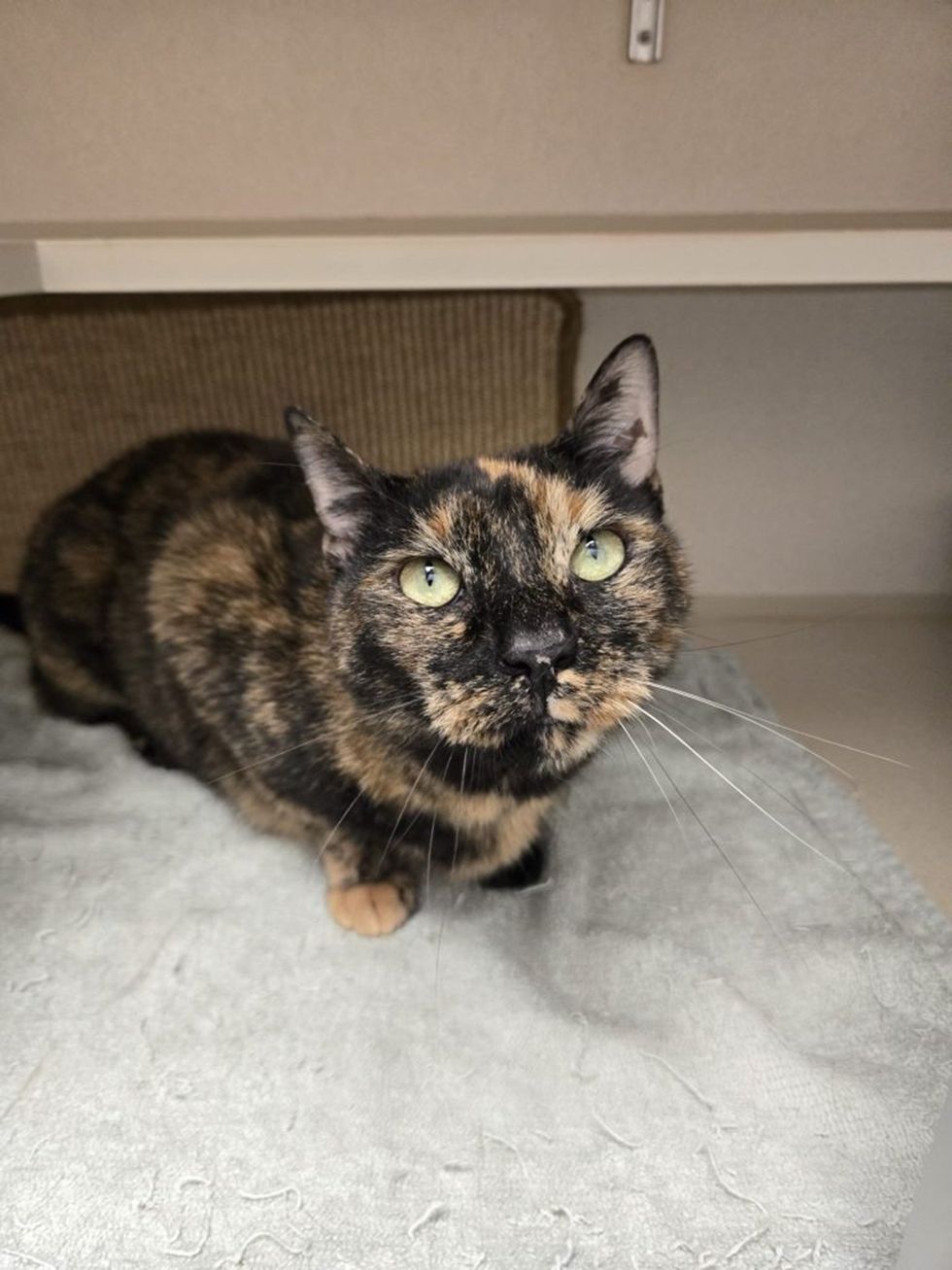 A tortoiseshell cat crouches on a gray blanket, looking up.