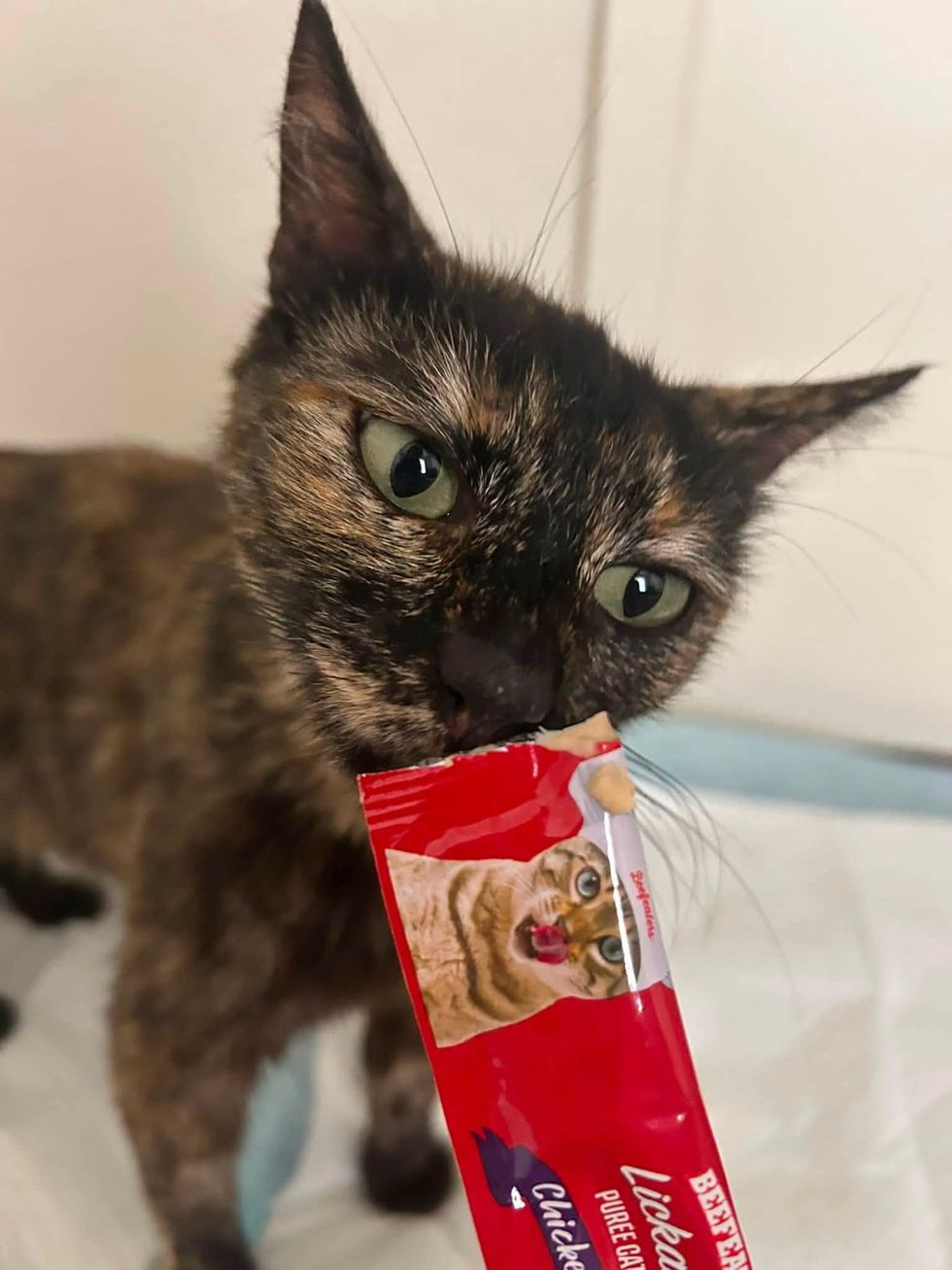 A tortoiseshell cat eating orange puree treat from an opened foil packet.