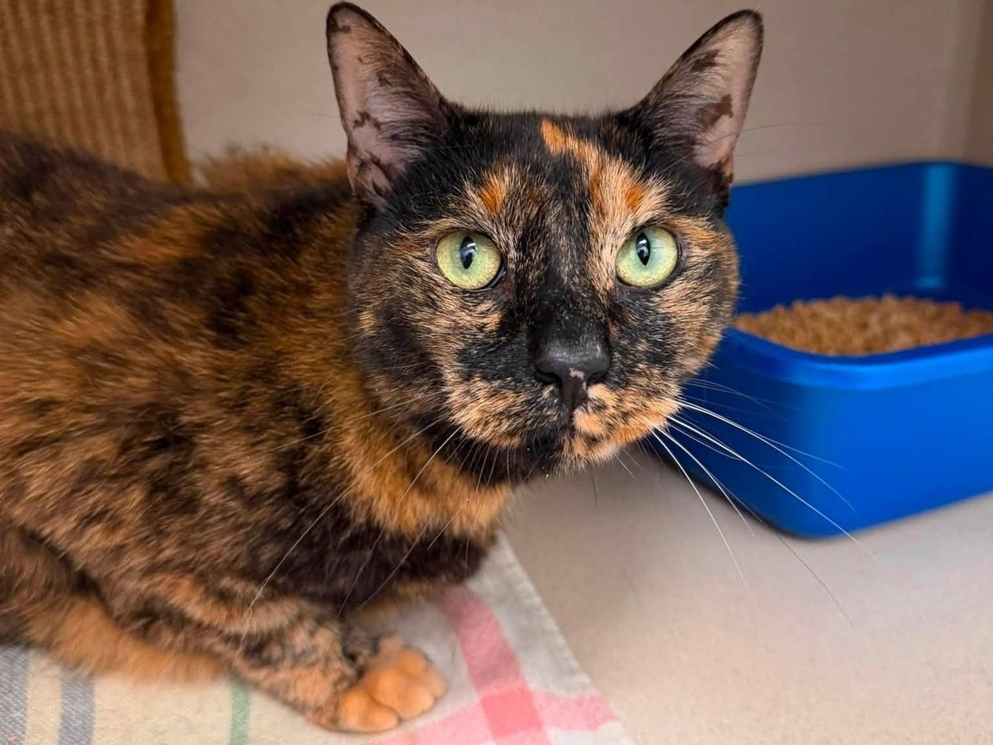 A tortoiseshell cat lies on a plaid towel beside a blue dish in a shelter cubby.