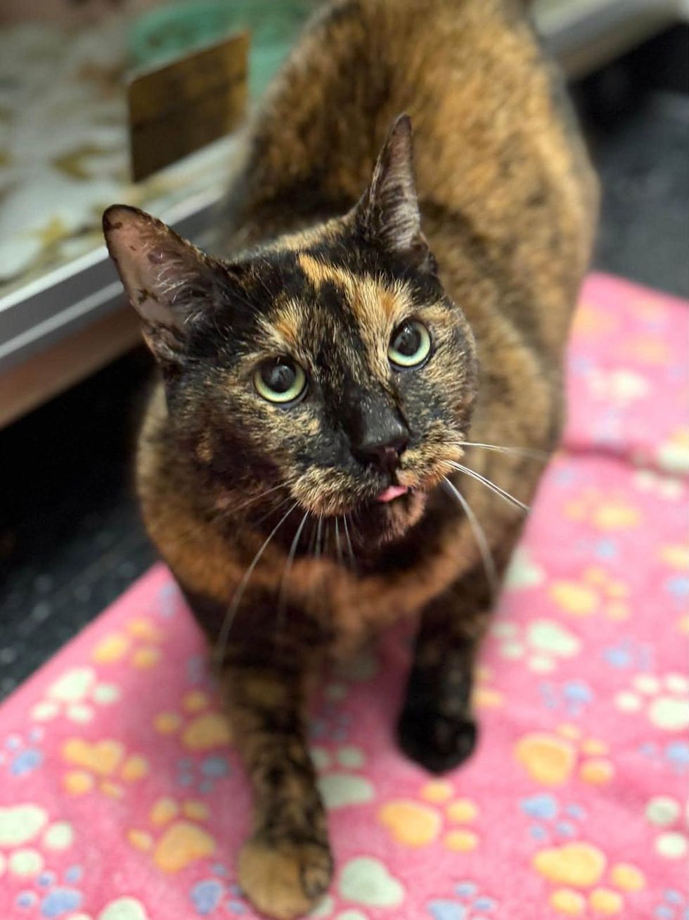A tortoiseshell cat looks up with the tip of its tongue peeking out.