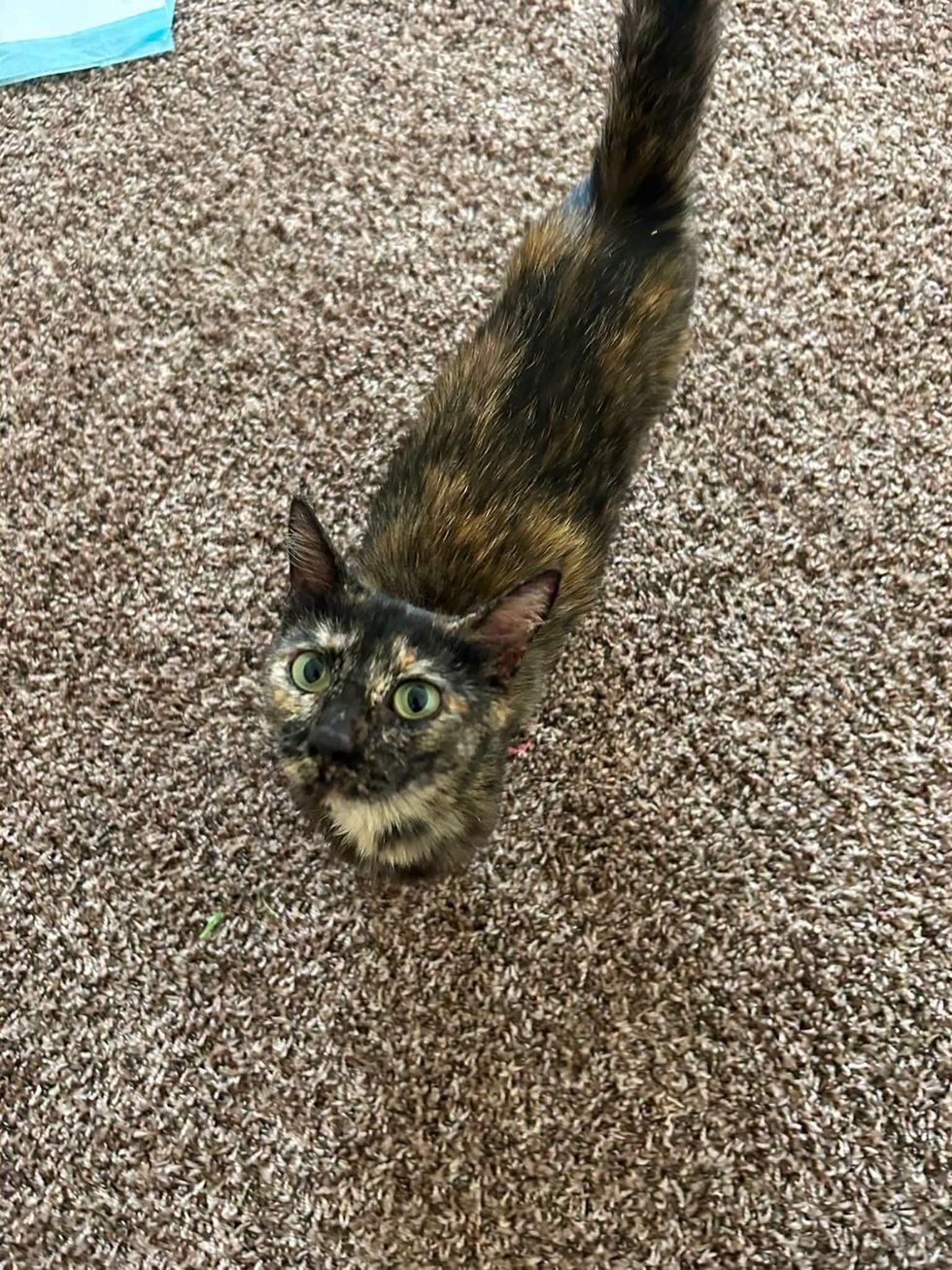A tortoiseshell cat lying on tan carpet, looking directly up at the camera with wide green eyes.