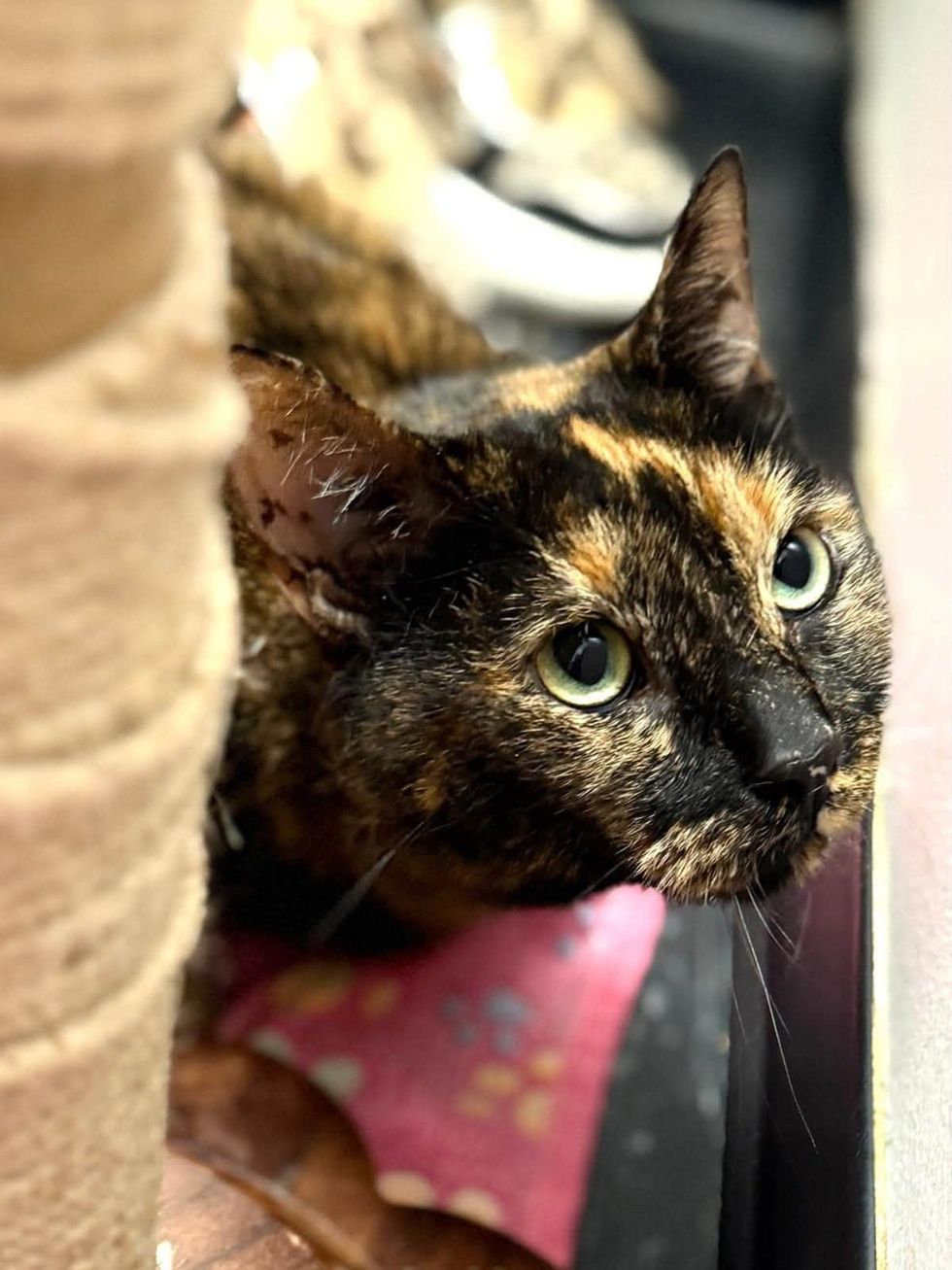 A tortoiseshell cat peers out from a cat tree, with another cat resting behind her.