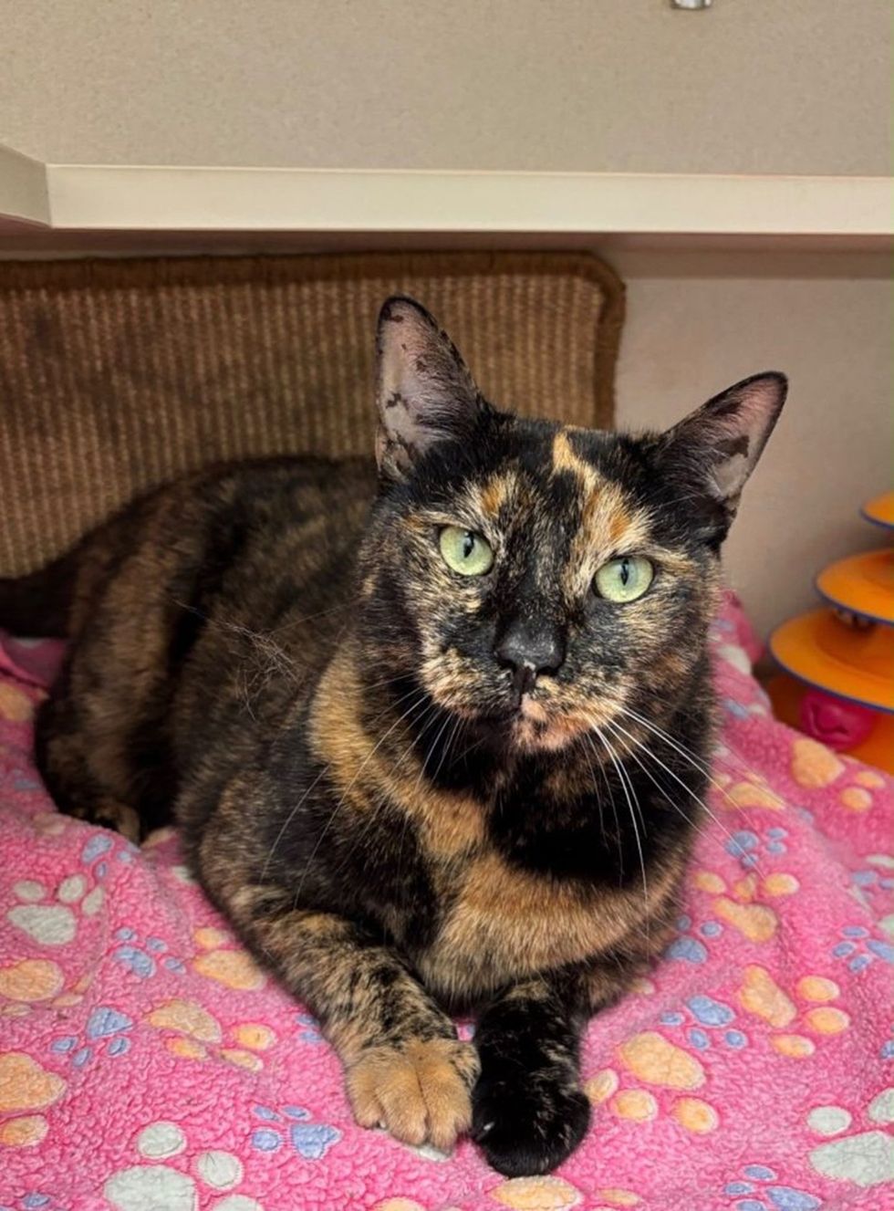 A tortoiseshell cat rests on a pink paw-print blanket, looking at the camera.