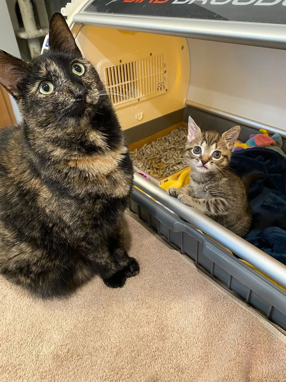 A tortoiseshell cat sits beside a small tabby kitten in a cozy enclosure.