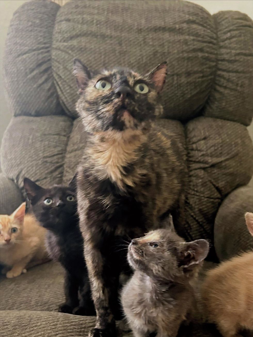 A tortoiseshell cat standing on a couch surrounded by three kittens, all looking upward together.