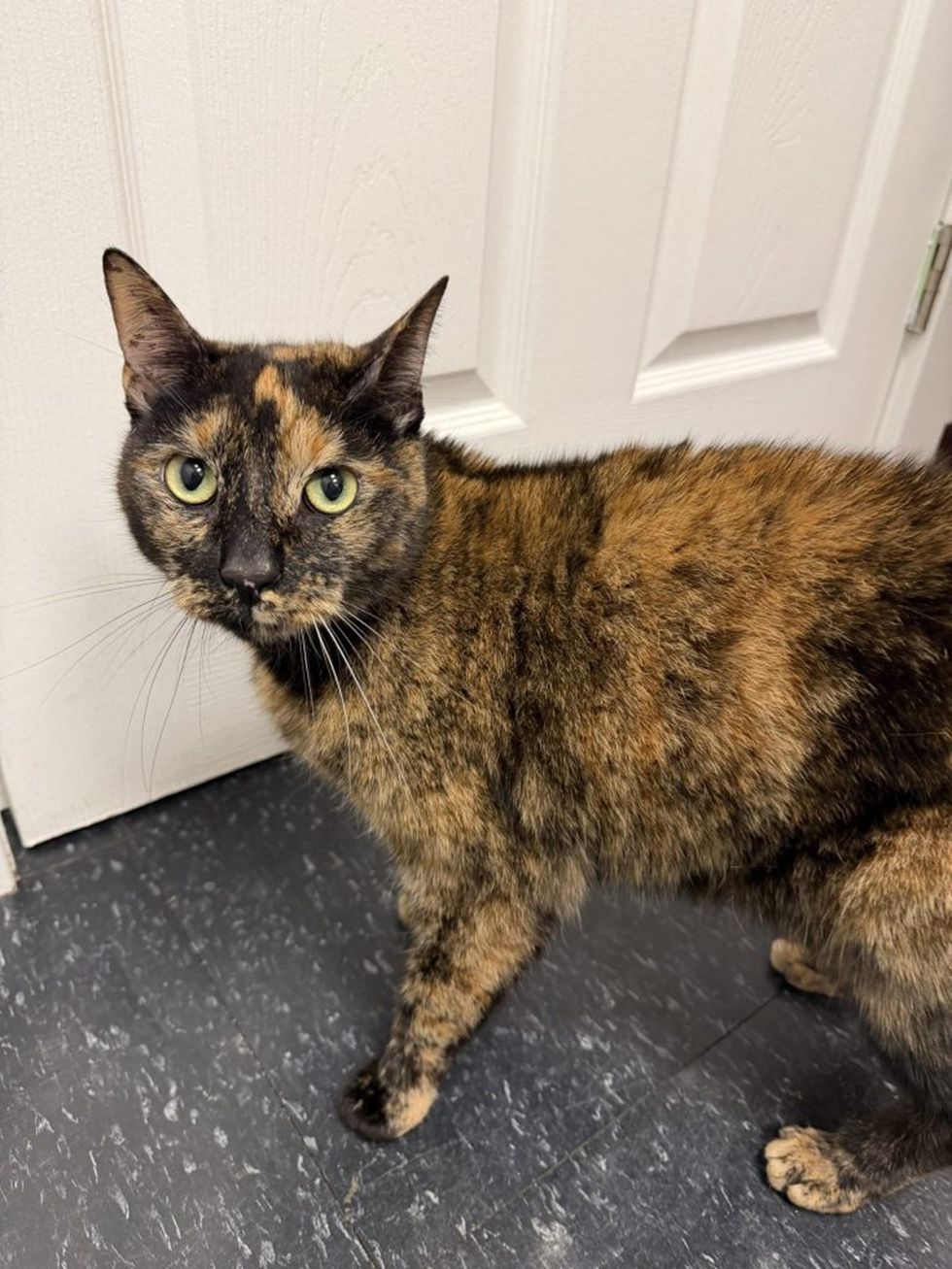 A tortoiseshell cat stands sideways on a dark floor, turning to look at the camera.