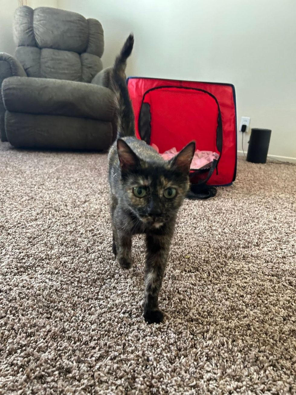 A tortoiseshell cat walking toward the camera on a carpet with red carrier in background. 
