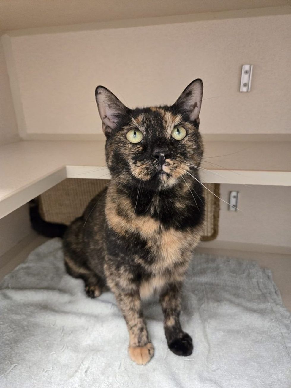 A tortoiseshell cat with green eyes sits upright on a blanket, looking up toward the camera.