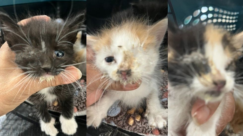 A trio of kittens with crusted, swollen eyes being held up to the camera in a hand.