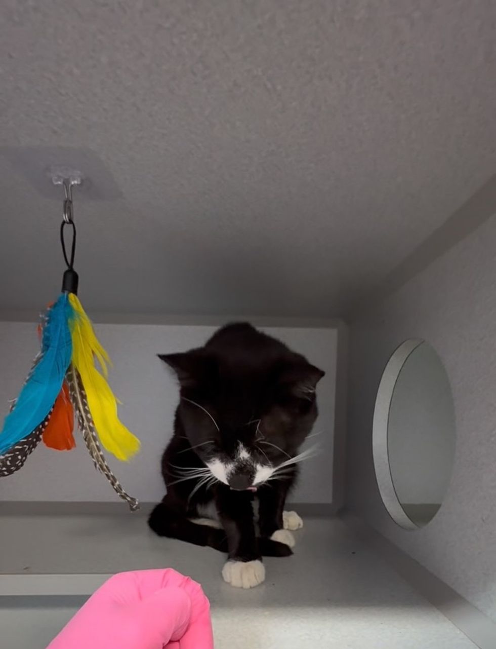 A tuxedo cat crouches in a kennel beside a hanging feather toy, a gloved hand nearby.