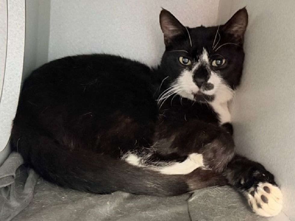A tuxedo cat curls in the corner of a kennel, one paw stretched out, watching the camera.