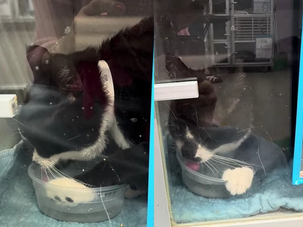 A tuxedo cat drinks from a small dish, one white paw resting inside the water bowl.
