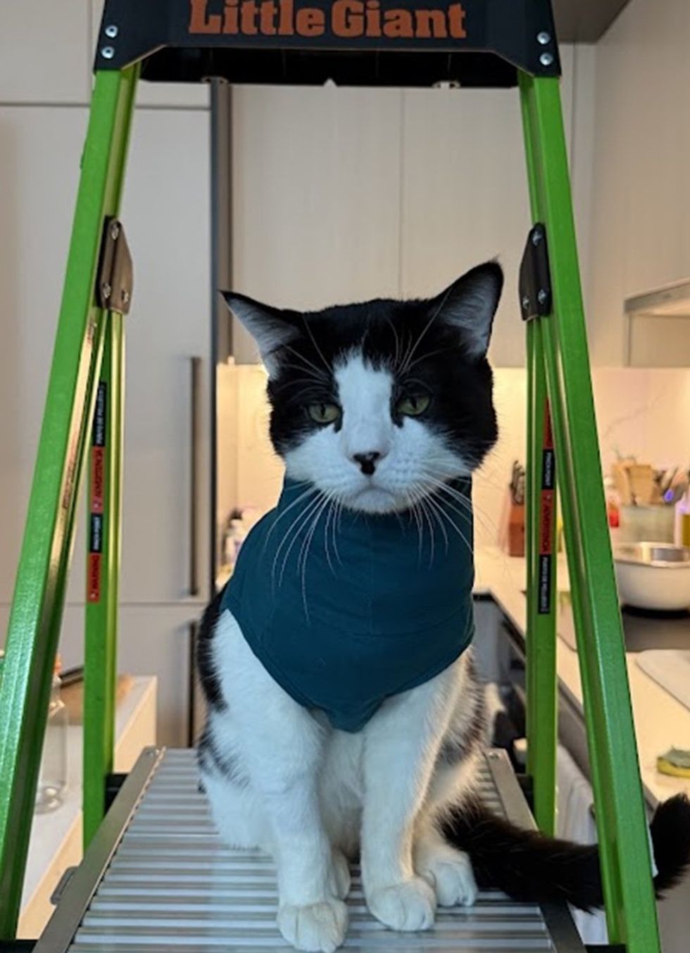 A tuxedo cat in a teal turtleneck sits on the step of a green folding ladder, looking directly ahead.