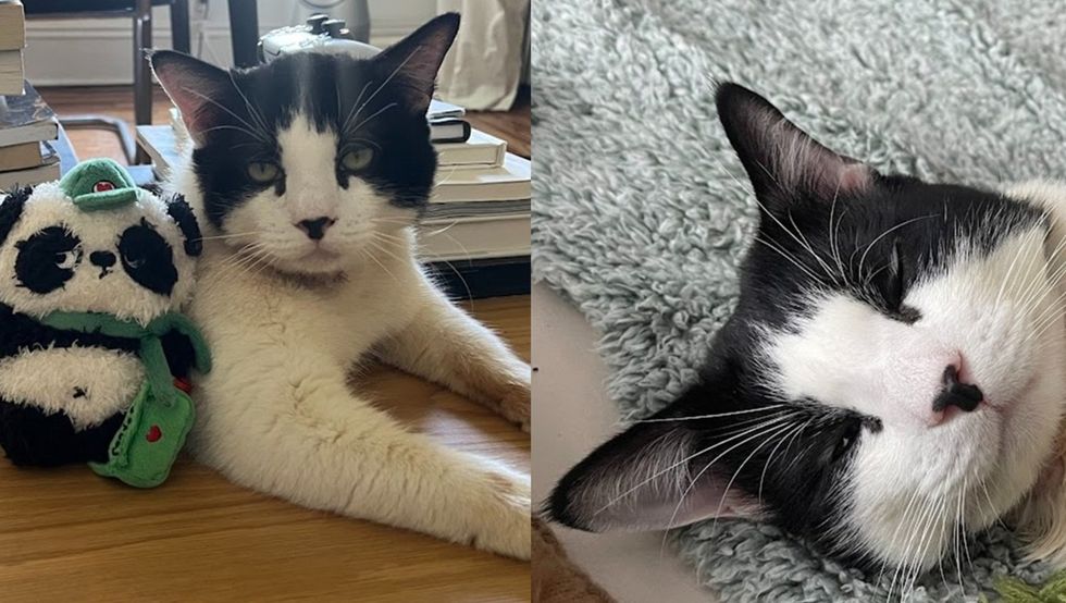 A tuxedo cat lies on a wooden table beside a black-and-white panda plush toy, with stacks of books behind. (left) A black-and-white cat sleeps on its back on a teal blanket with its paws in the air. (right)