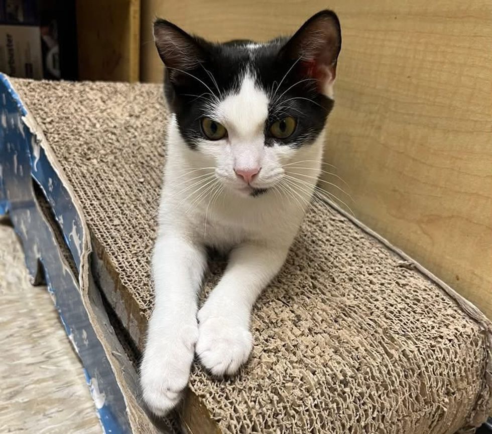 A tuxedo cat lounges on a cardboard scratcher, one paw stretched forward.