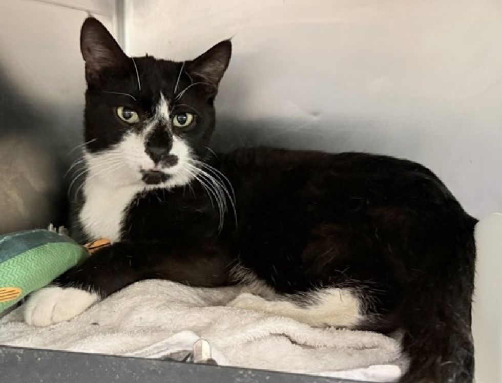 A tuxedo cat lounges on a towel beside a green toy, looking calm.