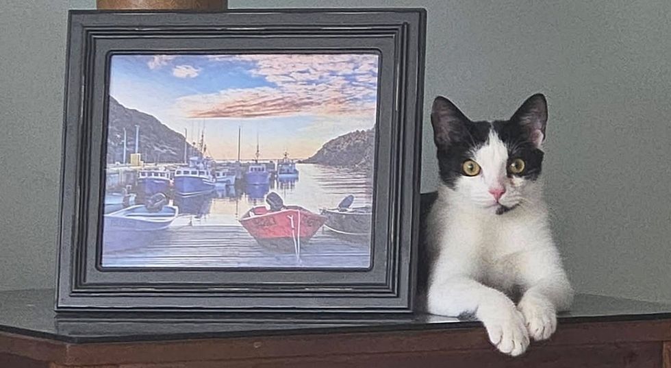 A tuxedo cat sits beside a framed harbor photo, one paw draped over the edge.