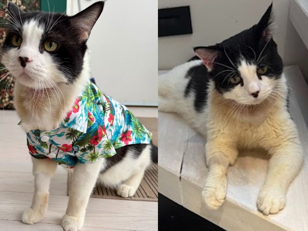 A tuxedo cat sits wearing a colorful tropical print shirt, looking upward. (Left) A black-and-white cat rests on a step. (right)