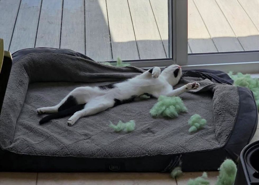 A tuxedo cat stretches out belly-up on a cozy bed in a patch of sun.