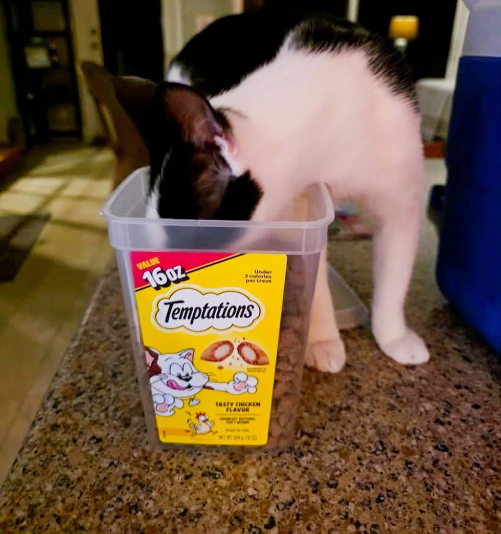 A tuxedo cat with its whole head inside a large tub of cat treats.
