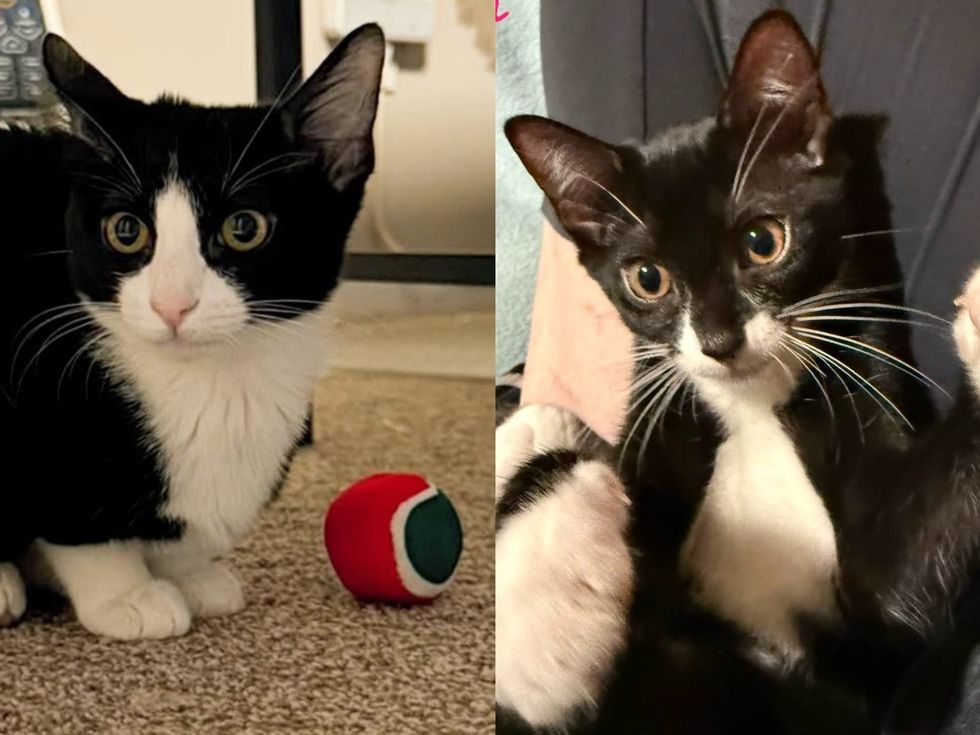 A tuxedo kitten crouches on the carpet beside a small red and green ball. (left) A tuxedo kitten rolls onto its back to play, paws in the air. (right)
