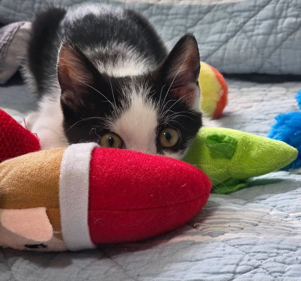 A tuxedo kitten lies among plush toys, peeking over a red one with big eyes.
