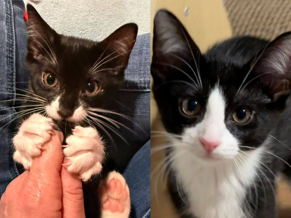 A tuxedo kitten lies belly-up in a person's arms, paws up, looking at the camera. (left) A tuxedo kitten sits upright and alert on a carpet, looking up. (right)