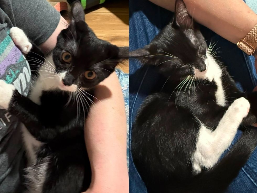 A tuxedo kitten sleeps curled in a person's lap, one white paw tucked up. (left) A tuxedo kitten relaxes against a person's arm, held close. (right)