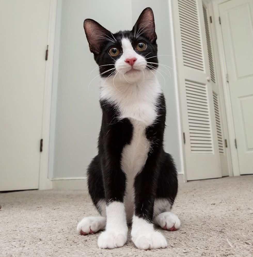 A tuxedo kitten walks toward the camera, looking up with big eyes.