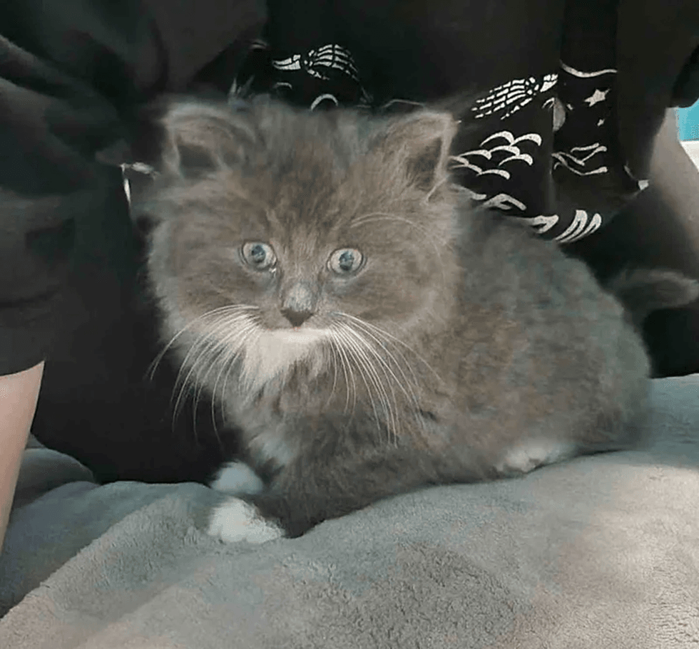 A very small, round gray kitten with a white chin sits on a soft gray blanket.