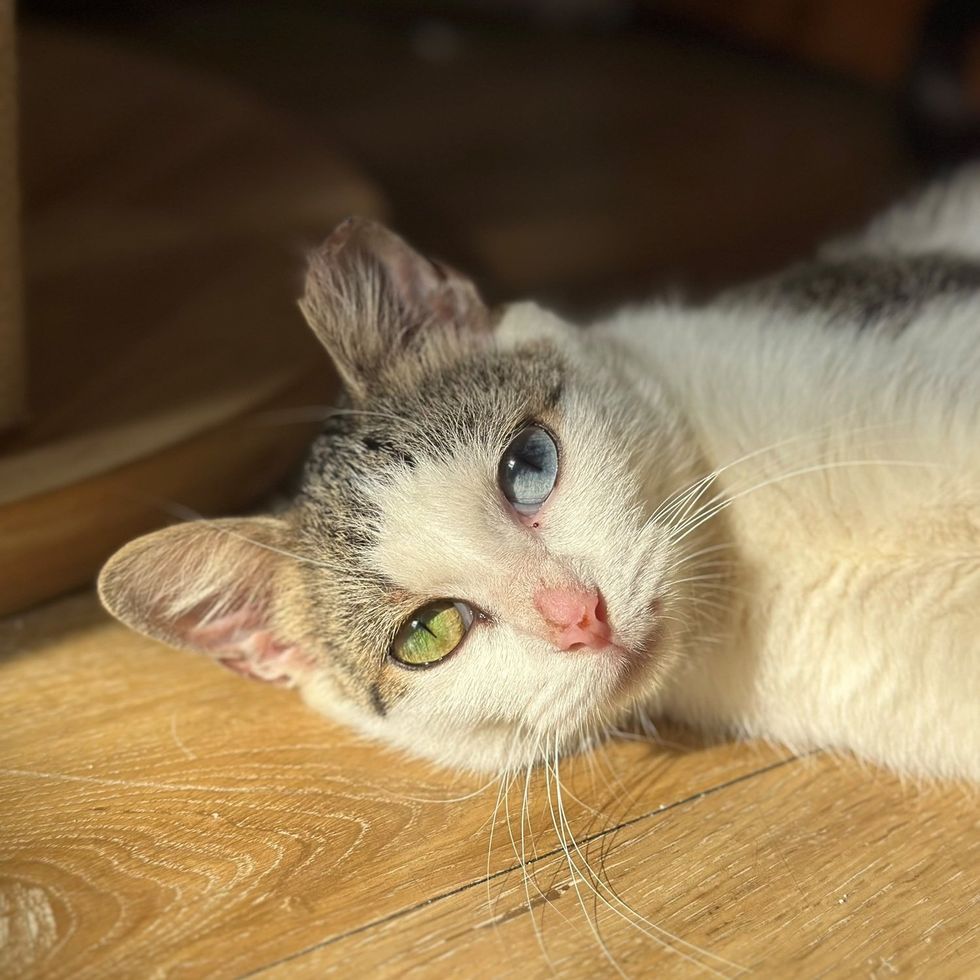 A white and tabby cat with one blue eye and one green eye lies in a patch of sunlight on a wood floor, looking at the camera.