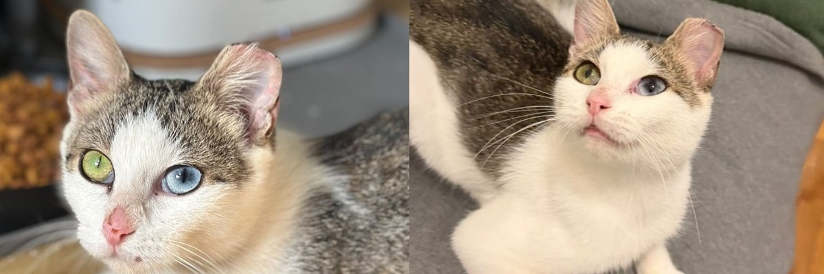 A white and tabby cat with one blue eye and one green eye