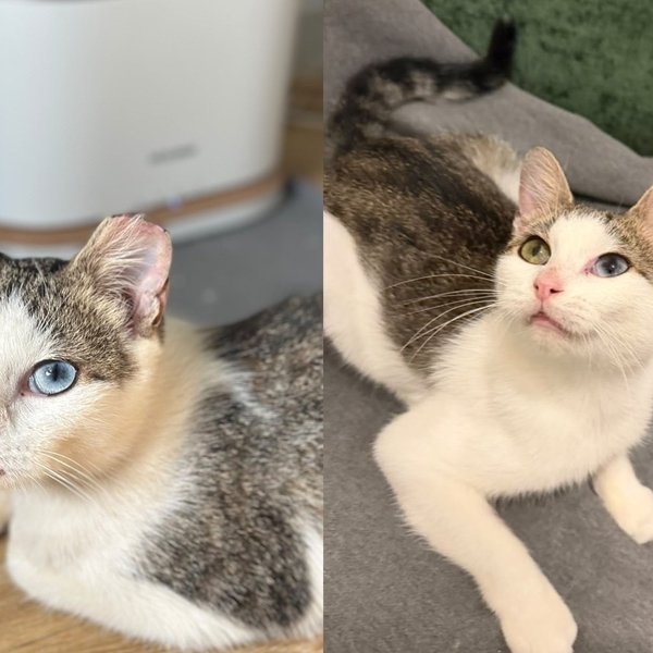 A white and tabby cat with one blue eye and one green eye