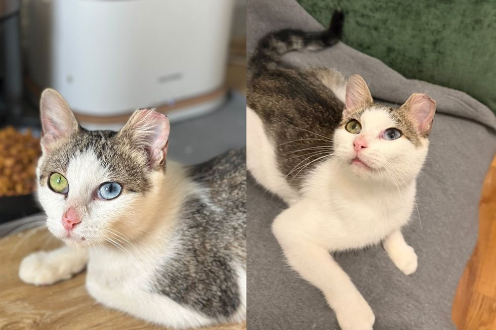 Odd-Eyed Kitten Found Pregnant in the Bronx Had Every Reason to Give Up, Now Basks in the Sun Each Day