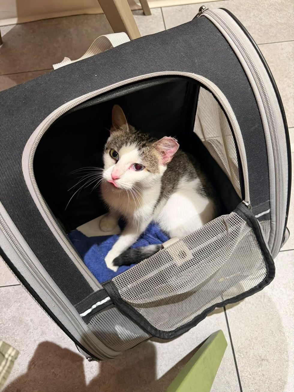 A white and tabby odd-eyed cat sits inside a soft-sided carrier, looking out with its tongue slightly out.