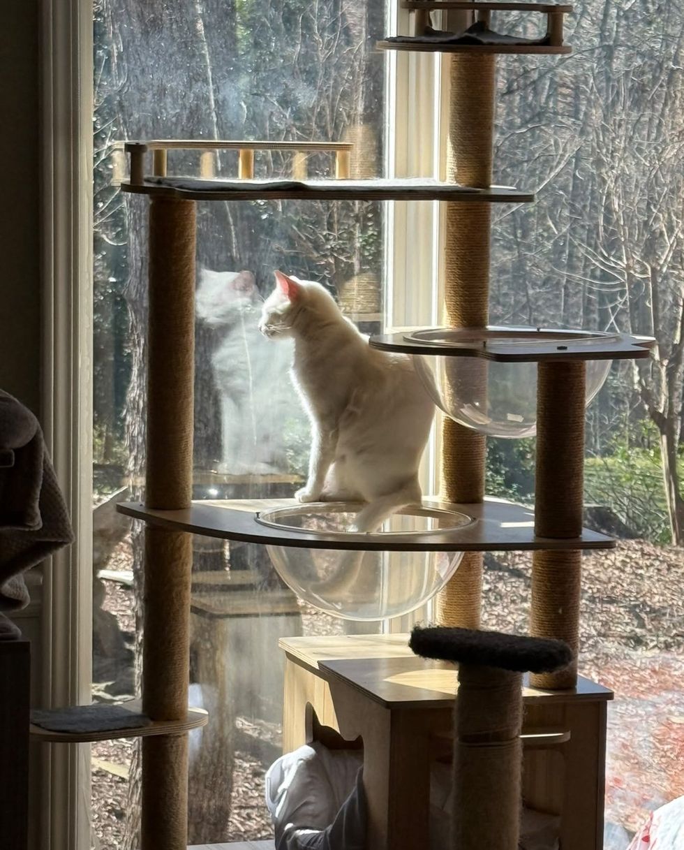 A white cat sitting on a tall cat tree platform, gazing out a sunlit window at bare trees.
