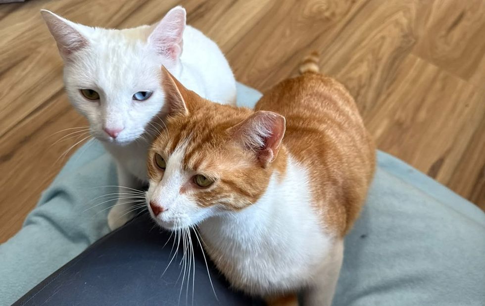 A white cat with odd-colored eyes and an orange-and-white cat standing close together on a cushion.