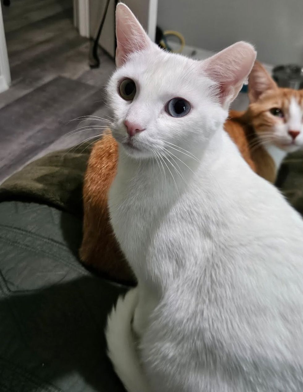 A white cat with one green eye and one blue eye looking at the camera, an orange cat resting behind her.