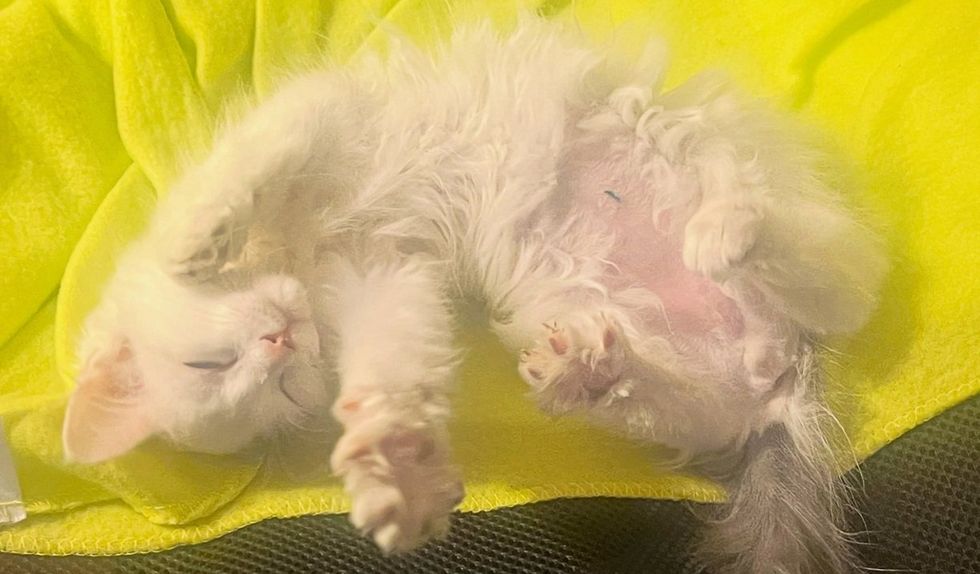 A white kitten sleeps curled on its back on a bright yellow blanket, paws relaxed.