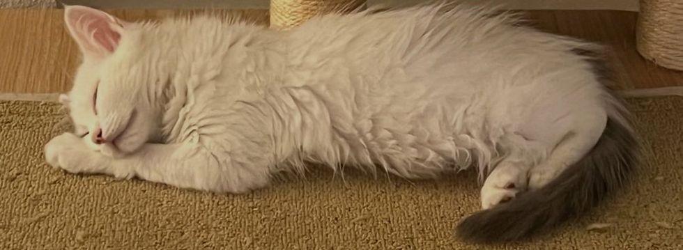 A white kitten sleeps peacefullyon a rug next to a sratcher.