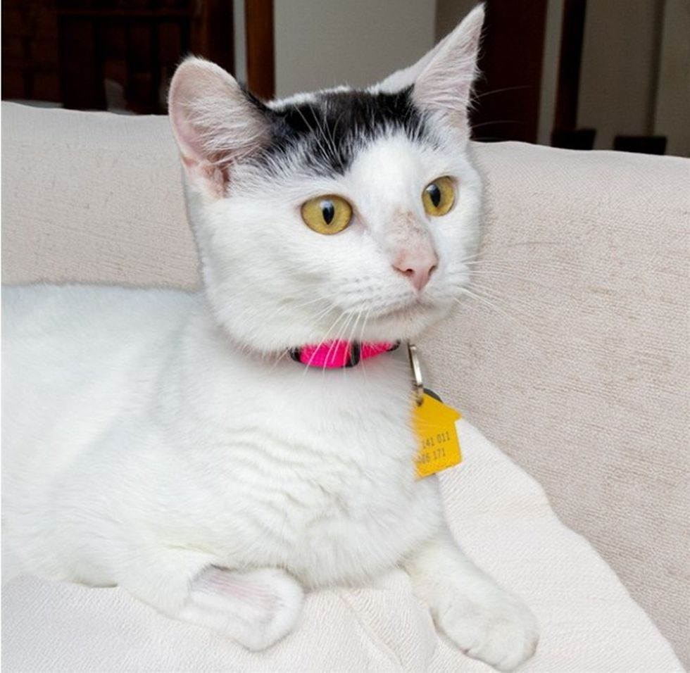A white kitten with a black-capped head and pink collar lies relaxed along the back of a cream-colored chair.